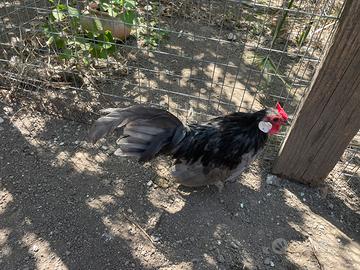 Bantam