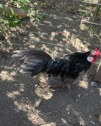 Bantam