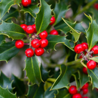 Agrifoglio Ilex Pungitopo