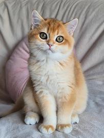 Cucciola gattina British Shorthair 