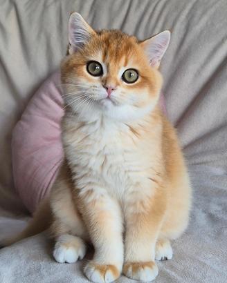 Cucciola gattina British Shorthair 