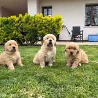 Golden Retriever cuccioli americani 90%