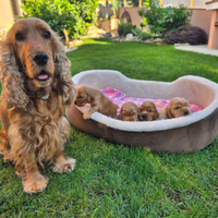 Cuccioli Cocker Spaniel con Pedigree E.N.C.I