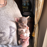 Cucciolo chihuahua lilac