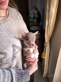 Cucciolo chihuahua lilac