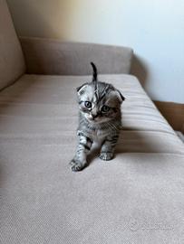 Gattini Scottish Fold