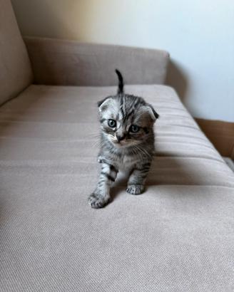 Gattini Scottish Fold