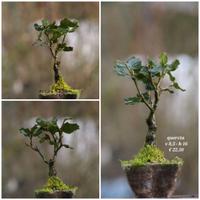 Prebonsai in varietà