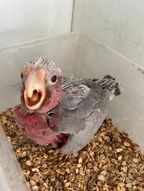 Cacatua roseicapilla baby ed altri pappagalli