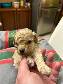 Barbonicino mini toy