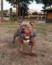 Disponibile x monta