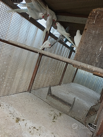 Cocorite,nseparabili,galopsite,parrocchetti,quagli