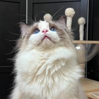 Gatto ragdoll