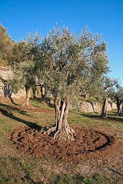 Terreno agricolo con oliveto