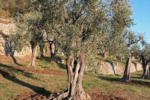 Terreno agricolo con oliveto