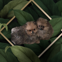 Spitz tedesco nano pomerania