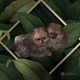 Spitz tedesco nano pomerania