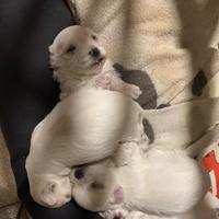 Cucciolo maschio maltese toy