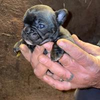 Cuccioli di bulldog francese