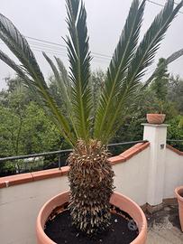 Cycas revoluta
