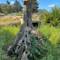 Ceppo e pietre da giardino