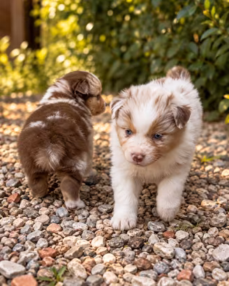 Cuccioli Australian Shepherd (pastore australiano)