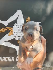 Pitbull tricolor