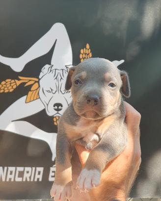 Pitbull tricolor