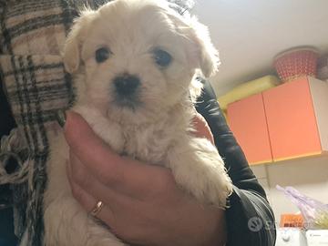Cucciolo di Maltese