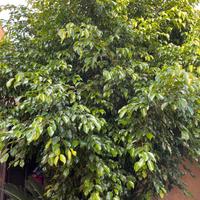 Pianta  Ficus Benjamin