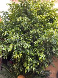 Pianta  Ficus Benjamin
