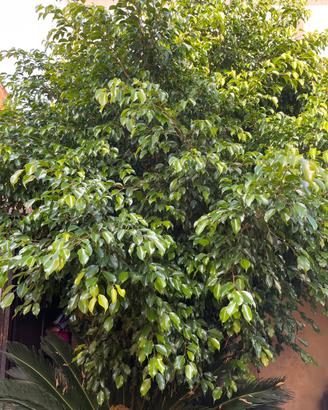 Pianta  Ficus Benjamin