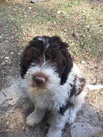 Cuccioli di lagotto romagnolo