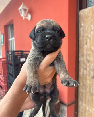 Cuccioli Corso