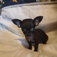 Cucciola di chihuahua
