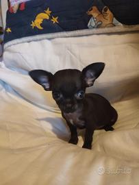 Cucciola di chihuahua