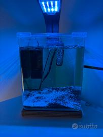 Acquario 10 litri.