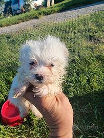 Cuccioli maltesi mini toy