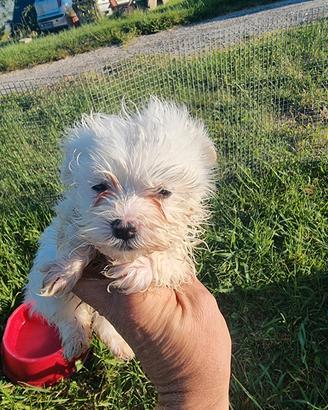Cuccioli maltesi mini toy