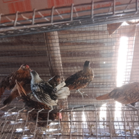 Galline ornamentali
