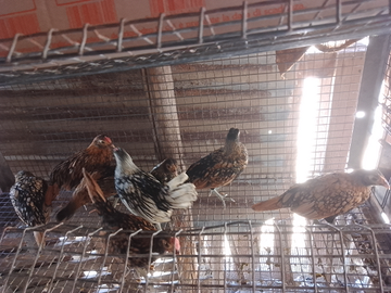 Galline ornamentali