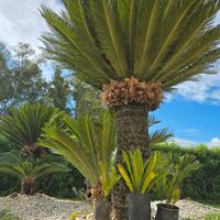 Piante cycas revoluta