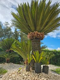 Piante cycas revoluta