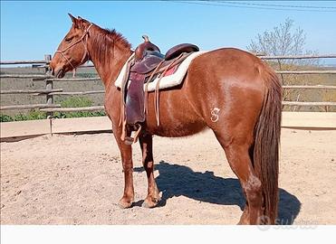 Cavalla saura 9 anni per passeggiate e trekking