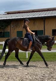 Cavallo adatto a tutti