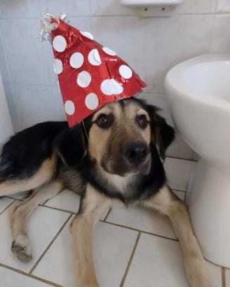 Splendido Simil Pastore di 8 mesi (Catania)