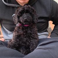 Cuccioli neri di barboncino nano