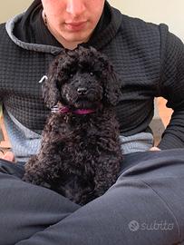 Cuccioli neri di barboncino nano