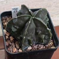Astrophytum myriostigma Fukuryu