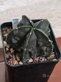 Astrophytum myriostigma Fukuryu